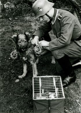 A German soldier with a messenger dog and carrier pigeon, used during the Second World War